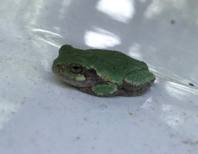 picture of a frog sitting on the corner of a sink