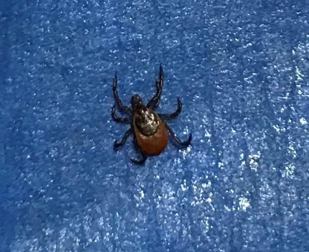 picture of a deer tick stuck on blue tape