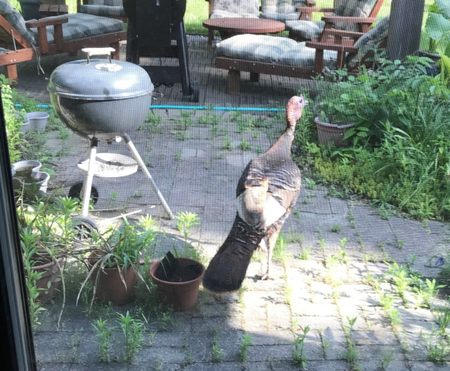 picture of a wild turkey on our patio