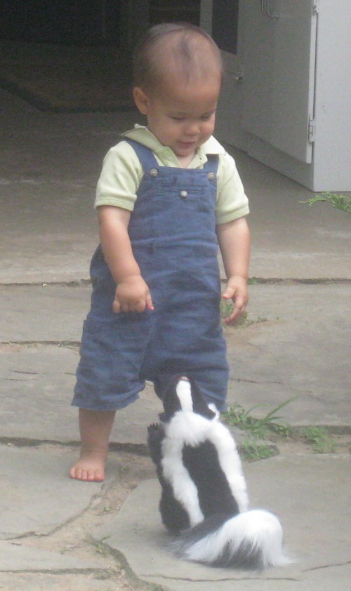 child meeting a skunk