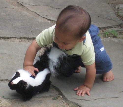 child playing with a skunk