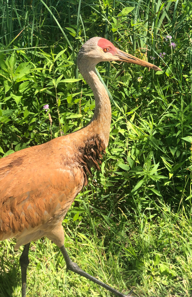 picture of a sandhill crane