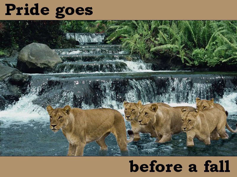 photo of a pride of lions walking in front of a waterfall - pride goes before a fall