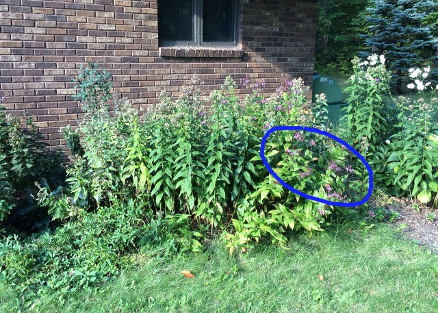 photo of toad lily plants in a garden