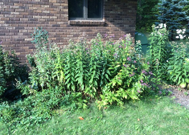 photo of toad lily plants in a garden