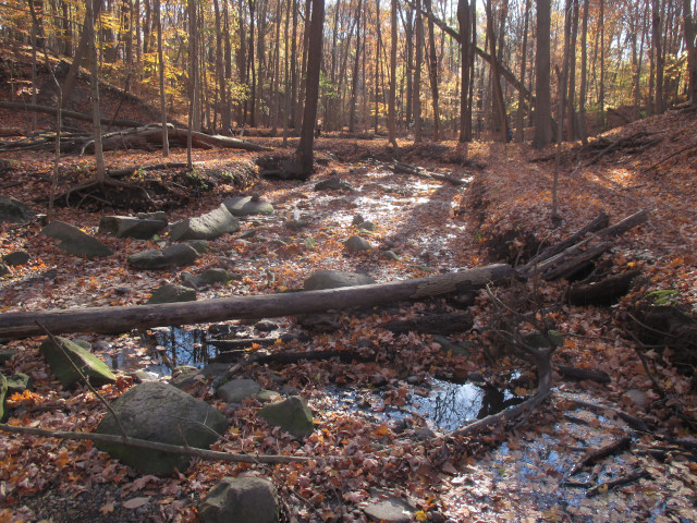 image of a forest and stream in fall with leaves and rocks and fallen trees