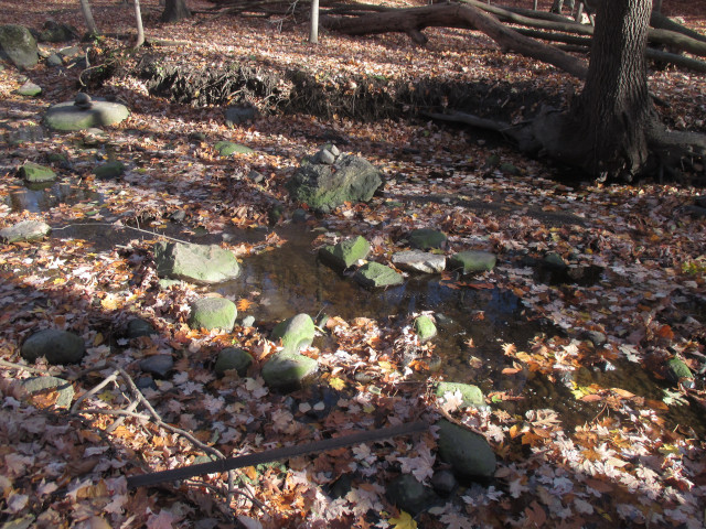 image of a forest and stream in fall with leaves and rocks and fallen trees