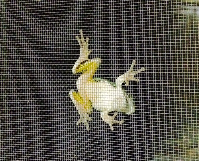 photo of a frog climbing a window screen