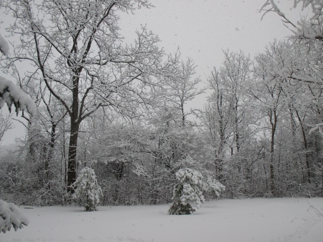 image of snow-covered trees in our back yard
