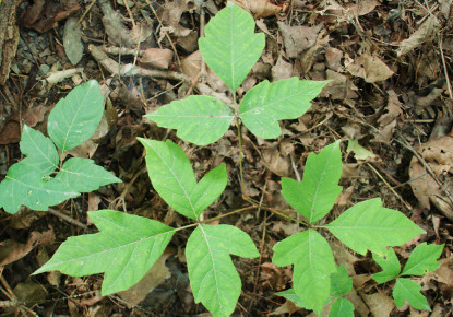 photo of either poison ivy or box elder