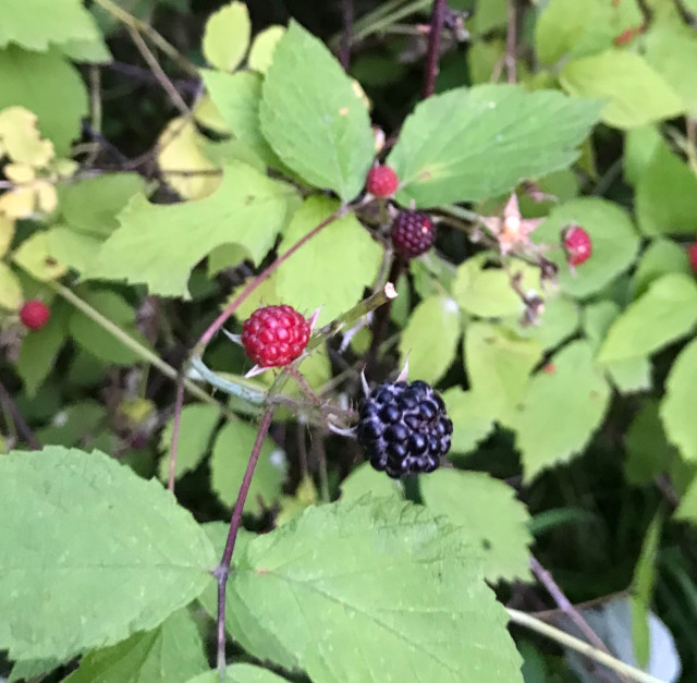 image of a black raspberry bush