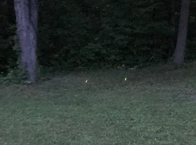 image of a firefly glowing in the yard