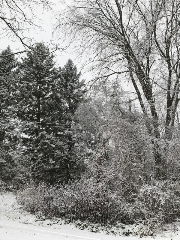 snow covering some trees