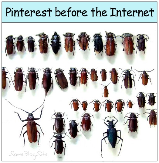 image of an entomology display showing bugs and beetles on a pin board, AKA pinterest before the internet