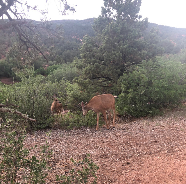 image of the trail at Garden of the Gods in Colorado Springs