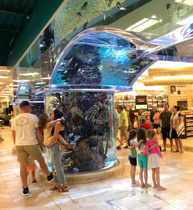 image of the aquarium in Scheel's in Colorado Springs