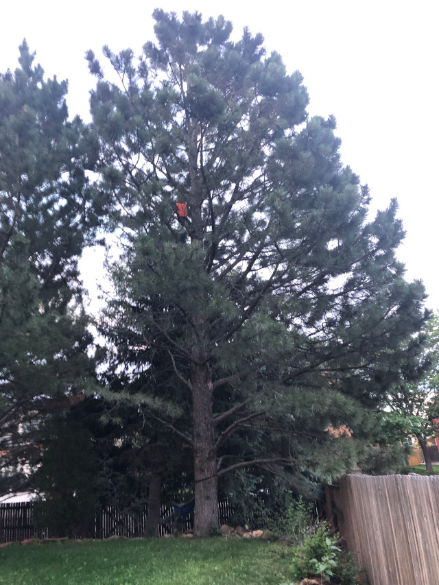 image of Delta climing a tree