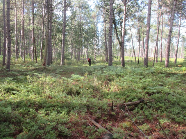 image of hiking in the national forest