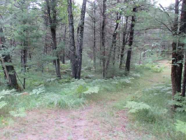 image of hiking in the national forest