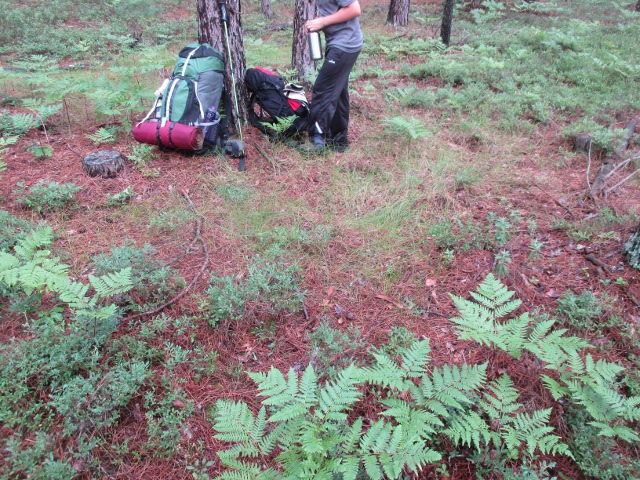 image of hiking in the national forest