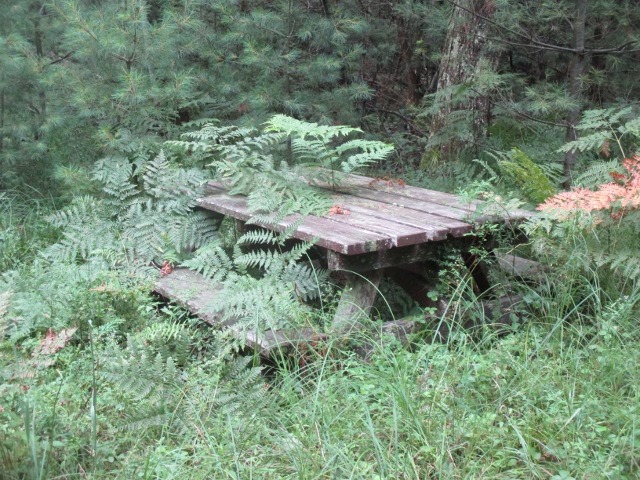 image of hiking in the national forest