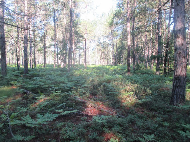 image of hiking in the national forest