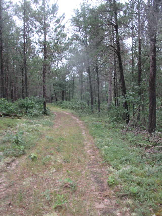 image of hiking in the national forest