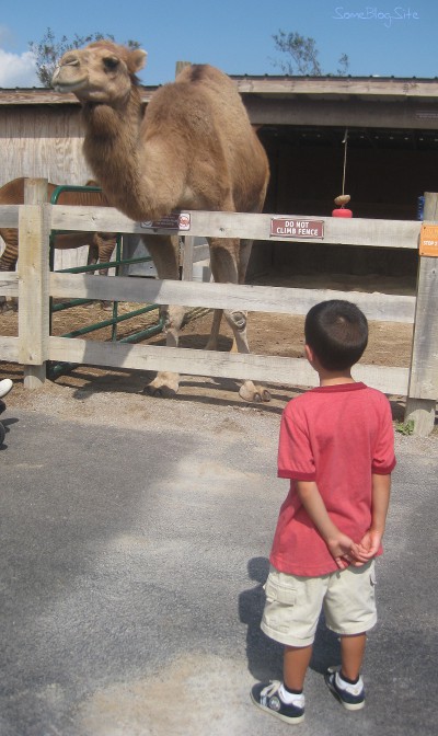 camel at the creation museum