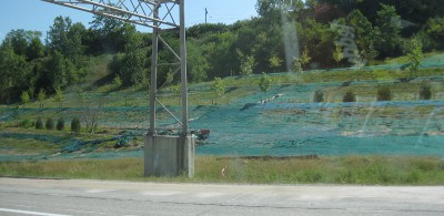 Kentucky blue grass on the side of the freeway