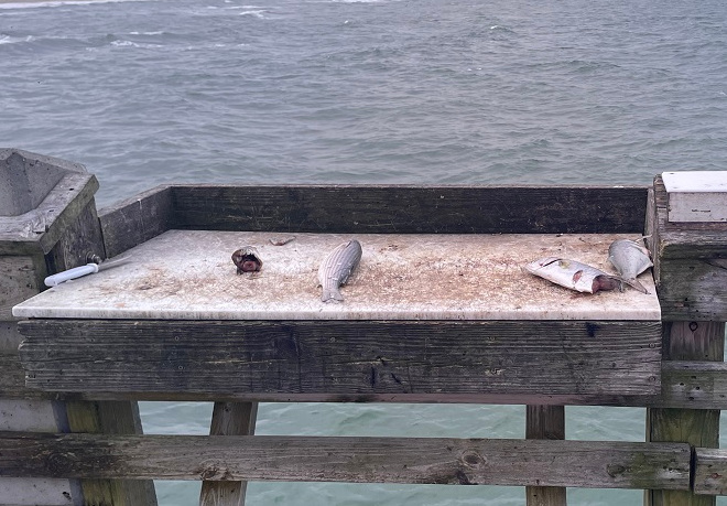 image of dead fish on the counter at the pier in North Carolina