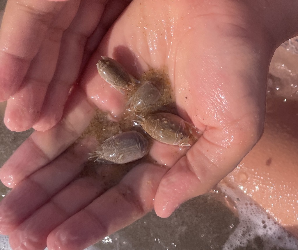 image of sand fleas in Nags Head North Carolina