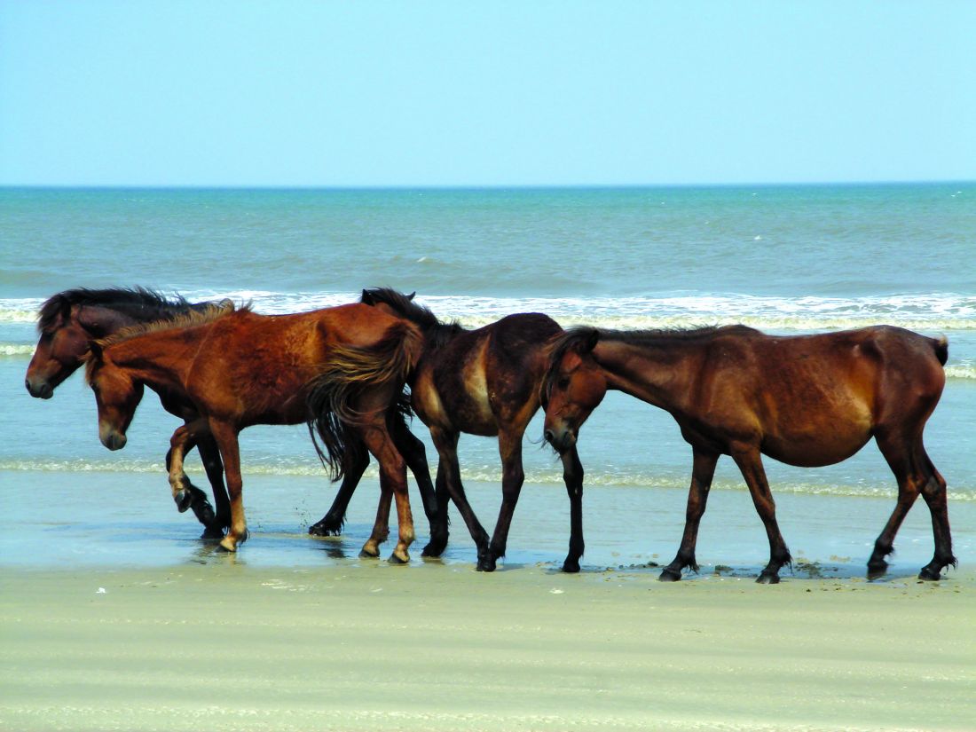 image of the idealistic view of the wild horses in Corolla North Carolina