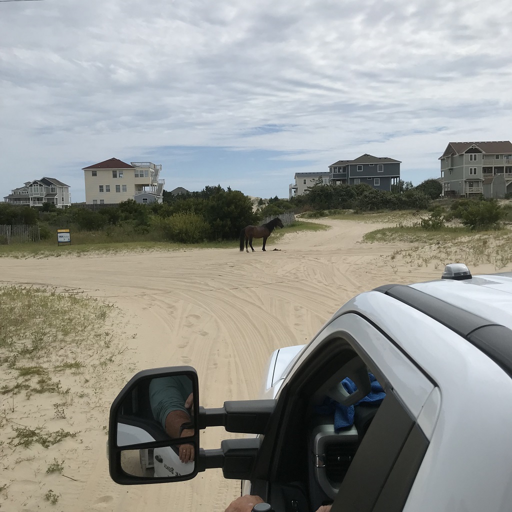 image of a wild horse in Corolla North Carolina
