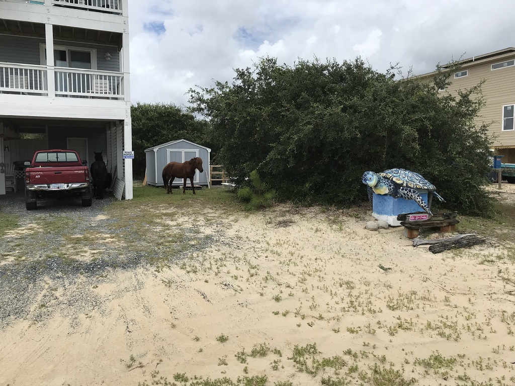 image of a wild horse in Corolla North Carolina