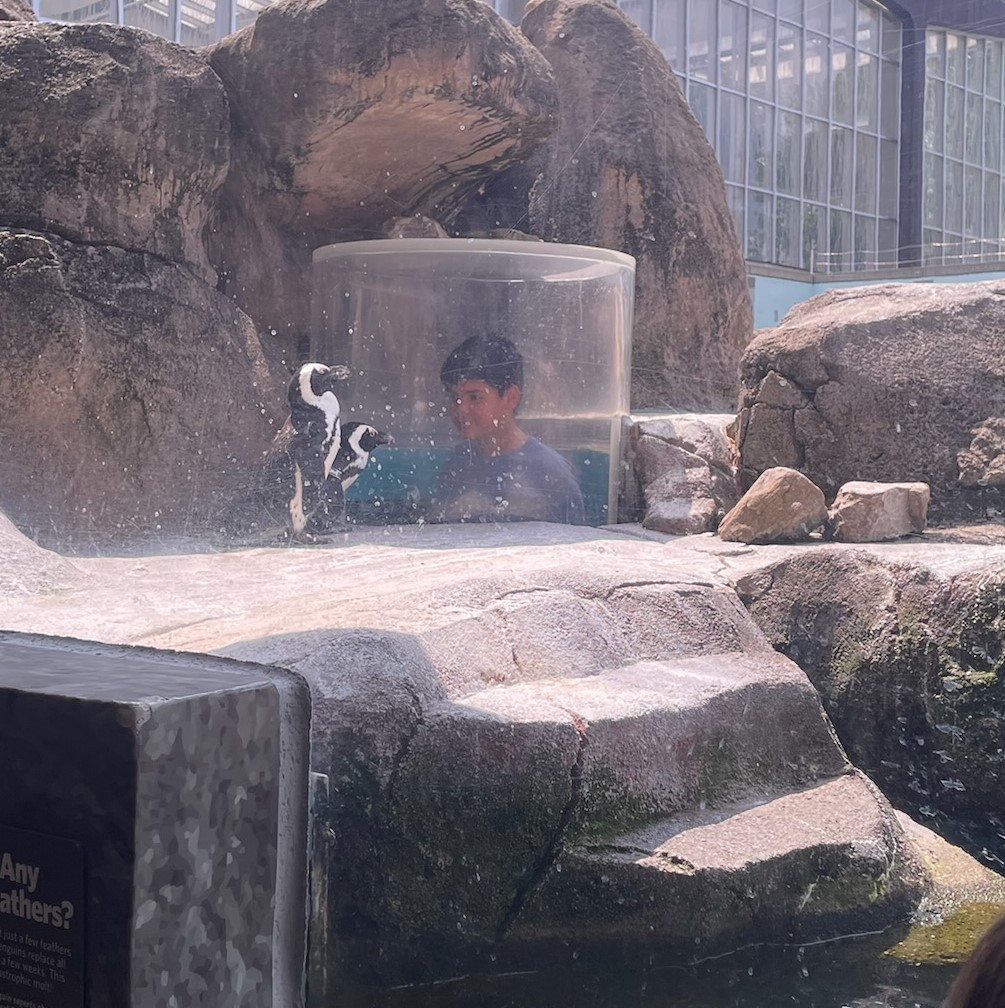 image of the penguin habitat at the National Aviary in Pittsburgh Pennsylvania