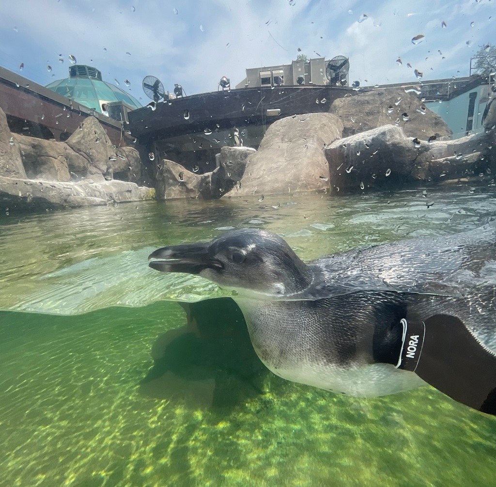 image of the penguin habitat at the National Aviary in Pittsburgh Pennsylvania