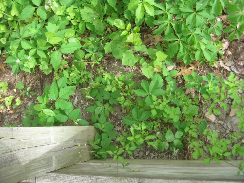 photo of vegetation on a trail walkway at Pokagon State Park in Angola Indiana