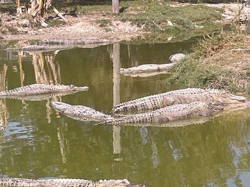image of alligators in the display at Wooten's