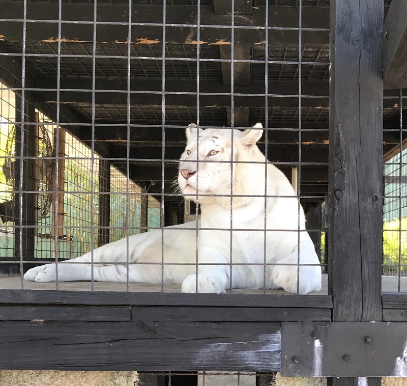 image of a white tiger in the display at Wooten's