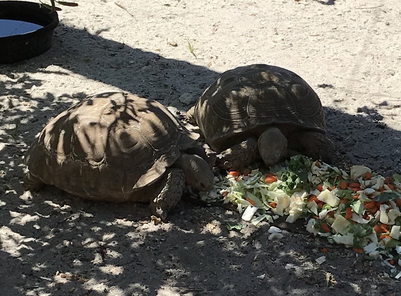 image of tortoises in the display at Wooten's everglades airboat tours
