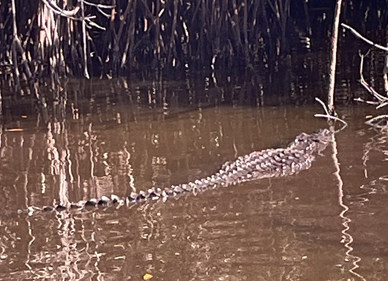 image of an alligator in the Florida Everglades