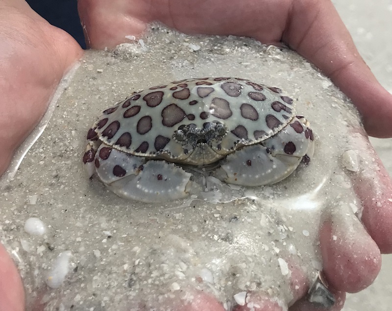 image of a crab in a handful of sand